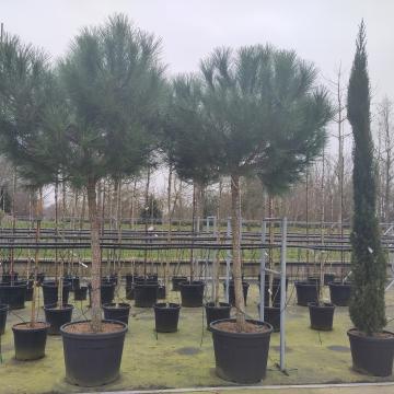 Pinus pinea