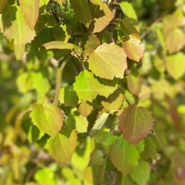 Populus tremula 'Erecta'