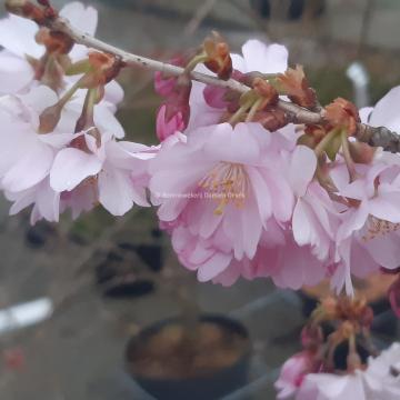 Prunus 'Accolade'