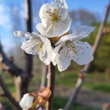 Prunus avium 'Regina'