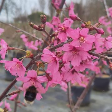 Prunus 'Collingwood Ingram'