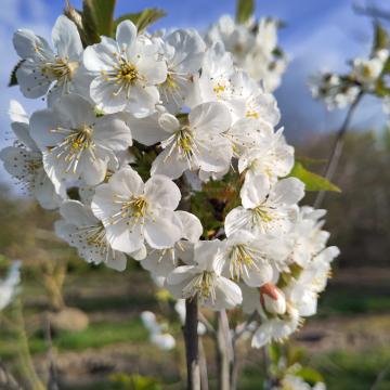 Prunus cerasus 'Pater Stefaan'