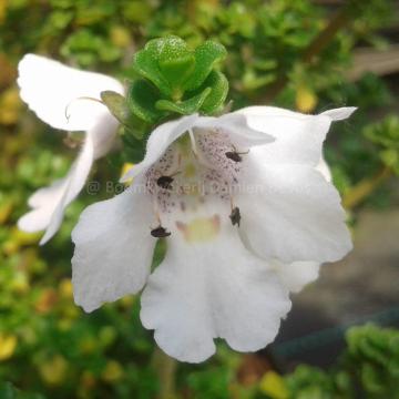 Prostanthera cuneata