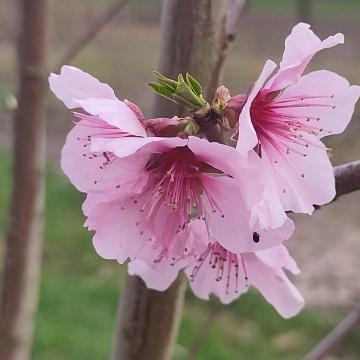 Prunus dulcis 'Robijn'