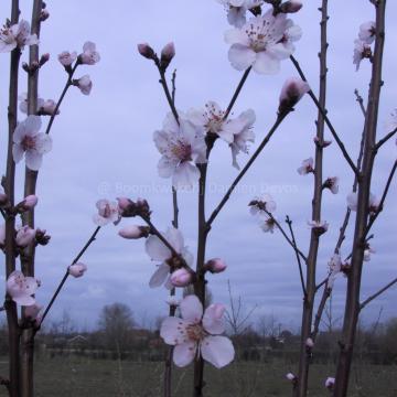 Prunus dulcis