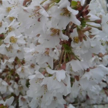 Prunus incisa 'Kojou-no-mai'