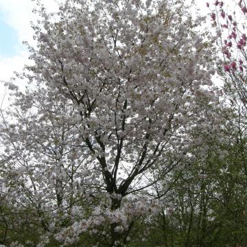 Prunus 'Korean Hill'