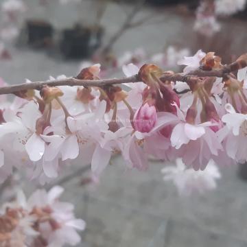 Prunus subhirtella 'Autumnalis Rosea'