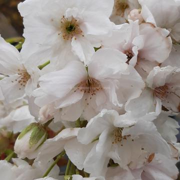 Prunus serrulata 'Fragrant Cloud'