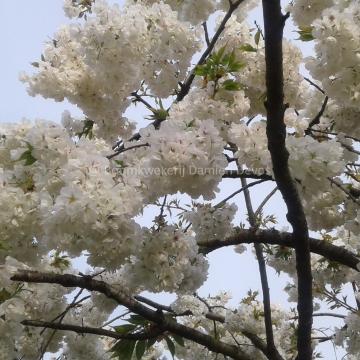 Prunus serrulata 'Shirotae'