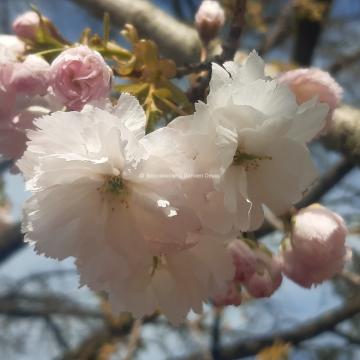 Prunus serrulata 'Shogetsu'