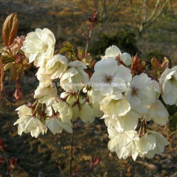 Prunus serrulata 'Ukon'
