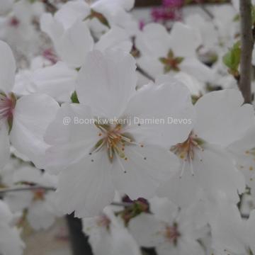 Prunus 'The Bride'