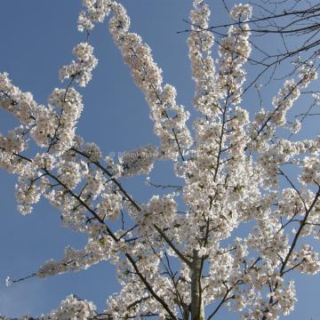 Prunus yedoensis (x)