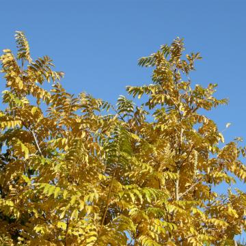 Pterocarya fraxinifolia