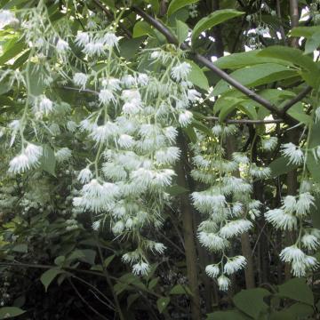 Pterostyrax hispida