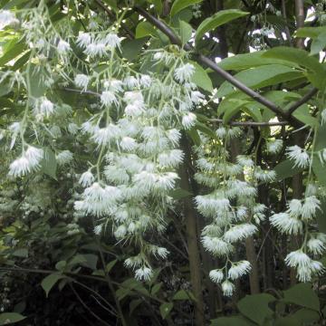 Pterostyrax hispida