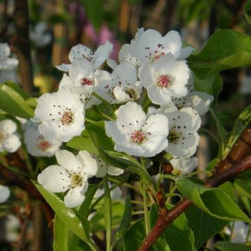 Pyrus calleryana 'Aristocrat'