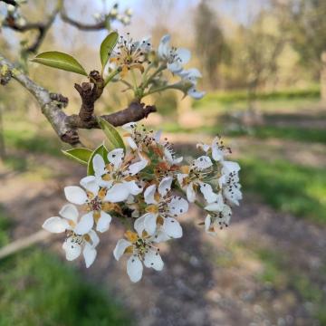 Pyrus communis 'Passe Crassane'