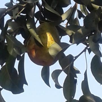 Pyrus communis 'Triomphe de Vienne'