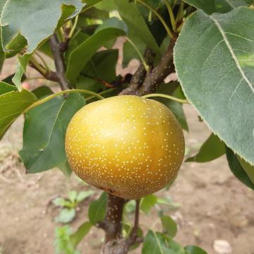 Pyrus pyrifolia 'Honeyball'