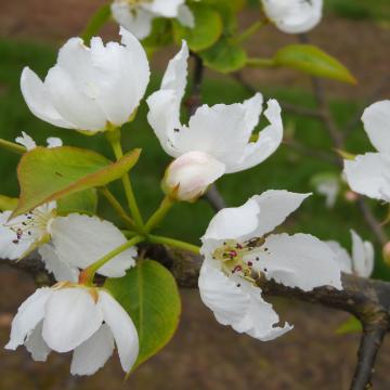 Pyrus pyrifolia