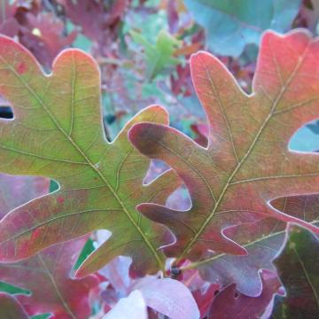 Quercus bimundorum 'Crimschmidt' ('Crimson Spire')