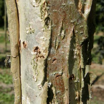 Quercus bicolor 'Select'