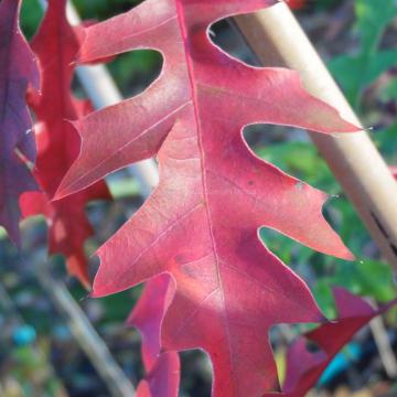 Quercus buckleyi