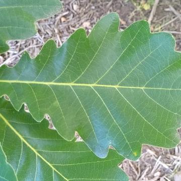 Quercus dentata 'Carl Ferris Miller'