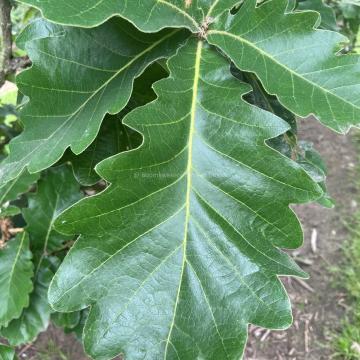 Quercus dentata 'Carl Ferris Miller'