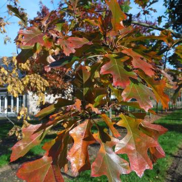 Quercus ellipsoidalis 'Hemelrijk'