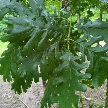 Quercus frainetto 'Hungarian Crown'