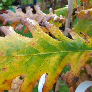 Quercus frainetto 'Trump'