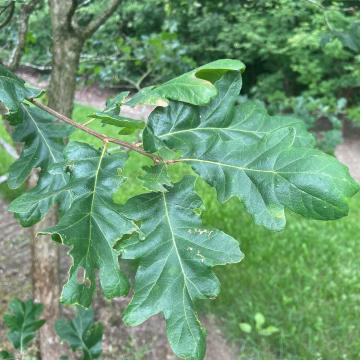 Quercus garryana