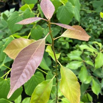 Quercus glauca ( herkomst Japan)