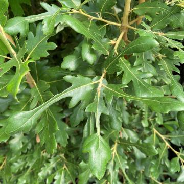 Quercus hispanica 'Diversifolia' (x)