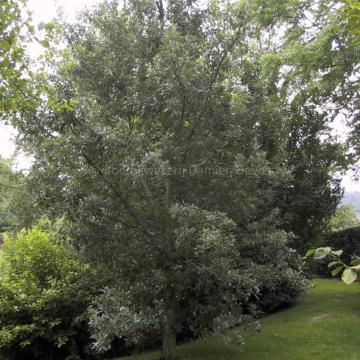 Quercus hispanica 'Fulhamensis' (x)