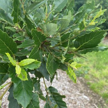 Quercus hispanica 'Lucombeana' (x)