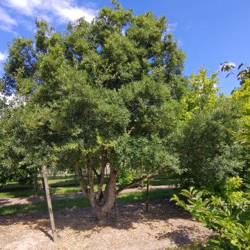 Quercus hispanica 'Waasland' (x)