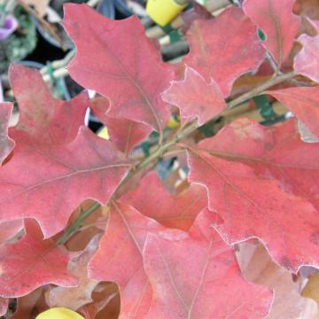 Quercus ilicifolia