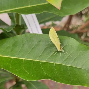 Quercus imbricaria