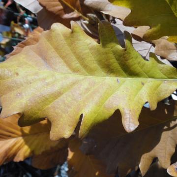 Quercus macranthera