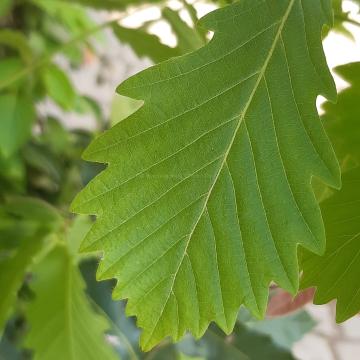 Quercus mongolica