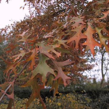 Quercus palustris