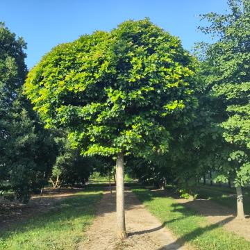 Quercus palustris 'Green Dwarf'