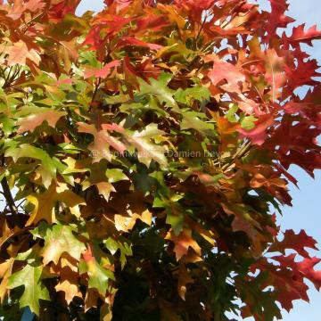 Quercus palustris 'Green Dwarf'