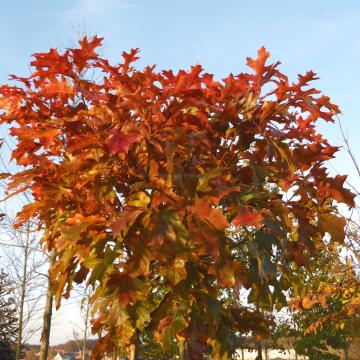 Quercus palustris 'Isabel'