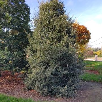 Quercus pseudosuber