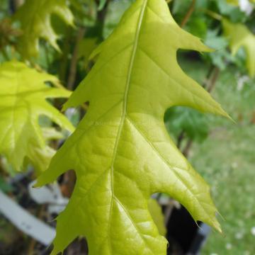 Quercus rubra 'Bolte's Gold'